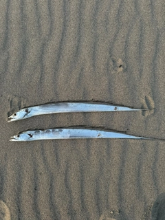 タチウオの釣果