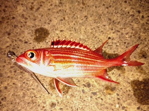 ナミマツカサの釣果