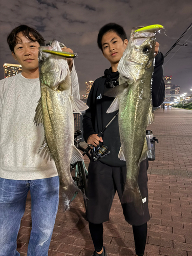 シーバスの釣果