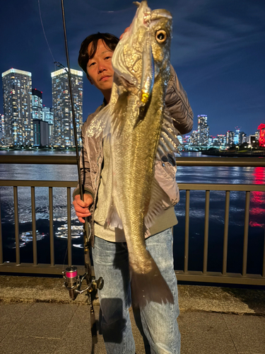 シーバスの釣果