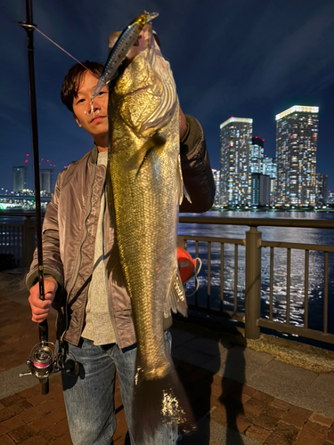 シーバスの釣果