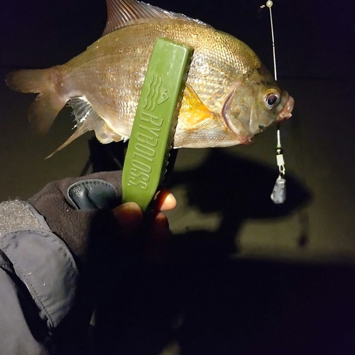 ウミタナゴの釣果