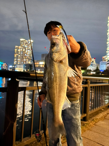 シーバスの釣果