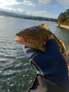 アイナメの釣果