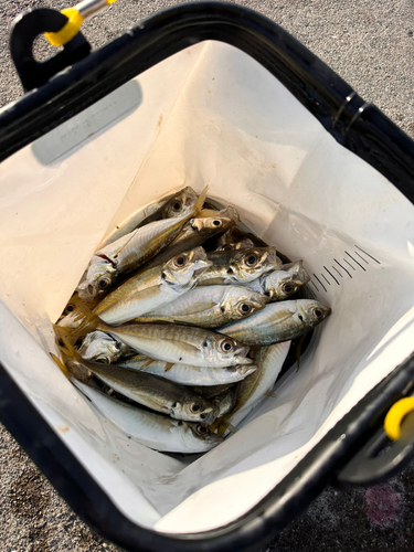 アジの釣果