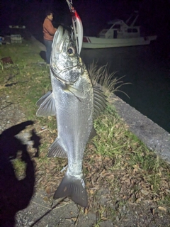 セイゴ（ヒラスズキ）の釣果