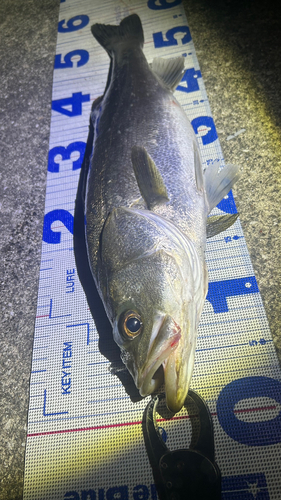 シーバスの釣果