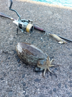 コウイカの釣果