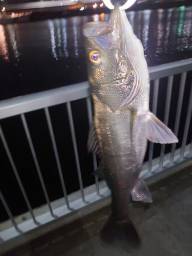 シーバスの釣果