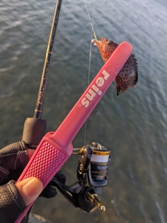 オオモンハタの釣果