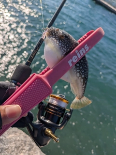 ショウサイフグの釣果