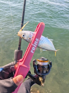 アオアジの釣果