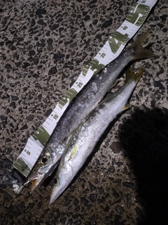 カマスの釣果