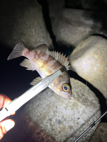 メバルの釣果