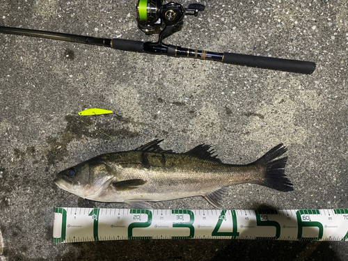 シーバスの釣果