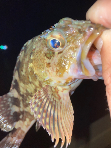 カサゴの釣果