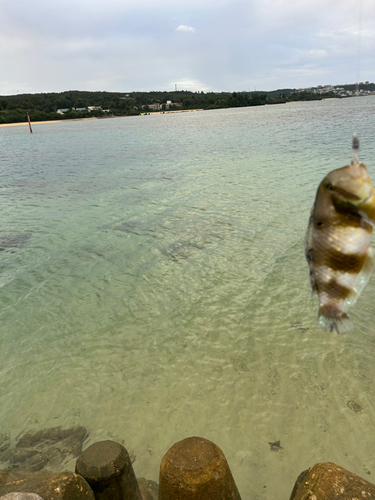 釣果