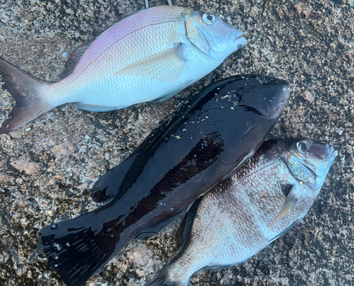 タイの釣果