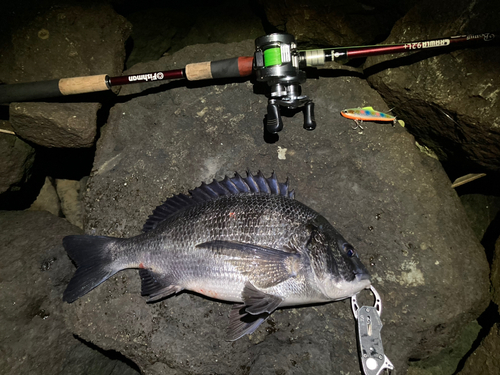 チヌの釣果