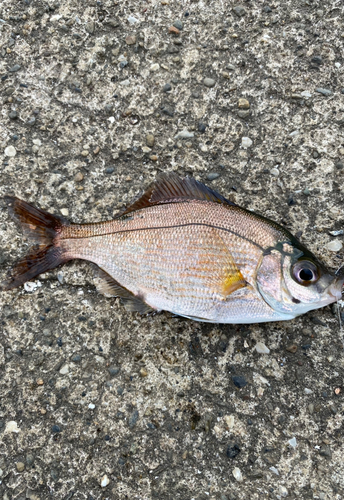 うみかぜ公園付近