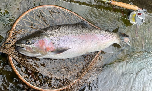 ニジマスの釣果