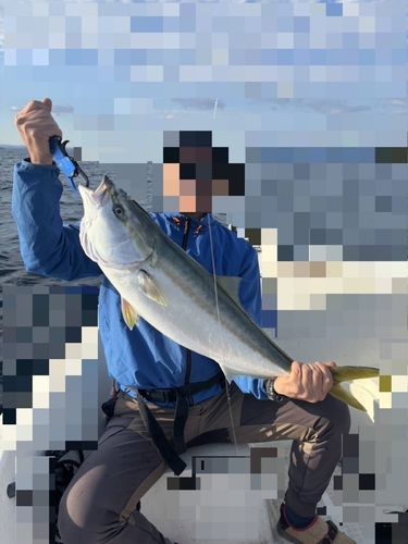 ハマチの釣果