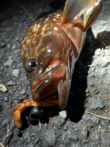 キジハタの釣果