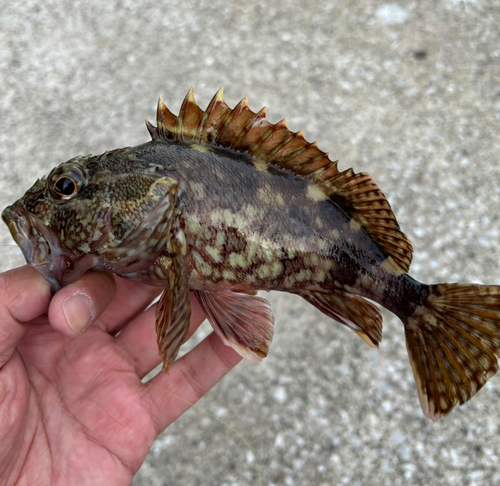 カサゴの釣果