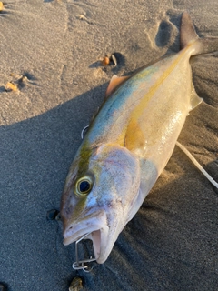 ショゴの釣果