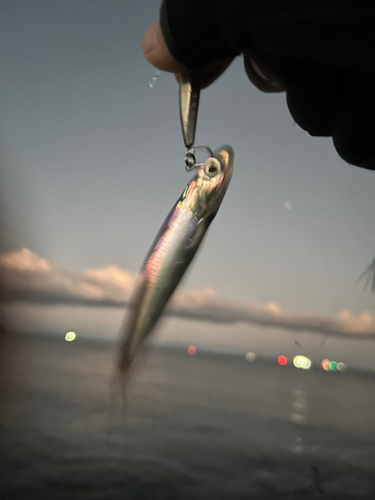 イワシの釣果