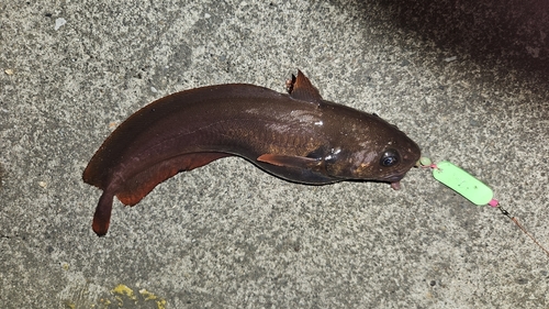 アナゴの釣果