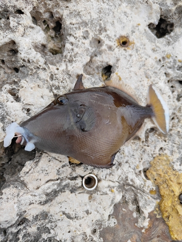 カワハギの釣果