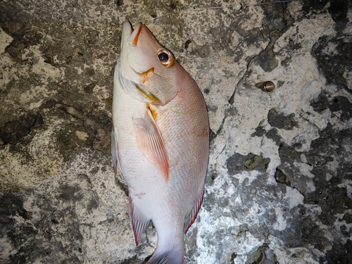 ヒメフエダイの釣果