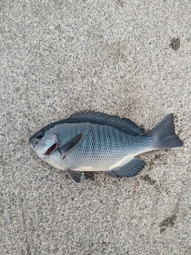 メジナの釣果