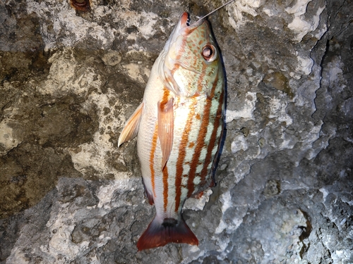 アミメフエダイの釣果