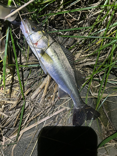 スズキの釣果