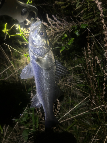 スズキの釣果