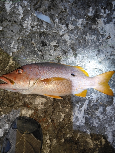 イッテンフエダイの釣果