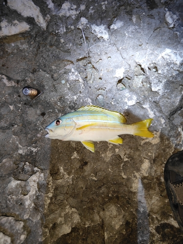 ヨスジフエダイの釣果