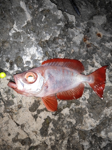 ホウセキキントキの釣果