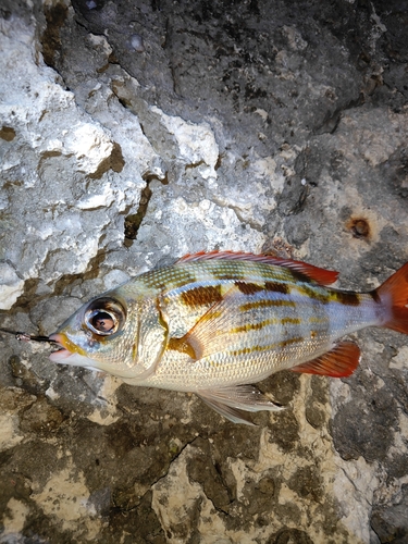 ジューマー(ヒトスジタマガシラ)の釣果