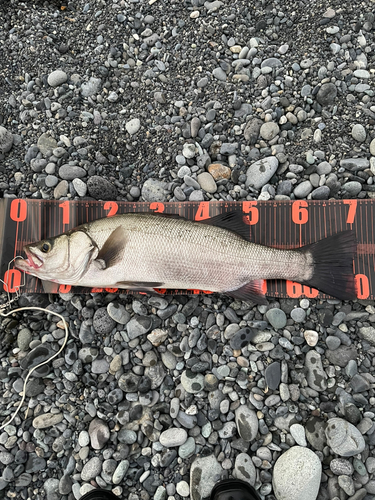 ヒラスズキの釣果