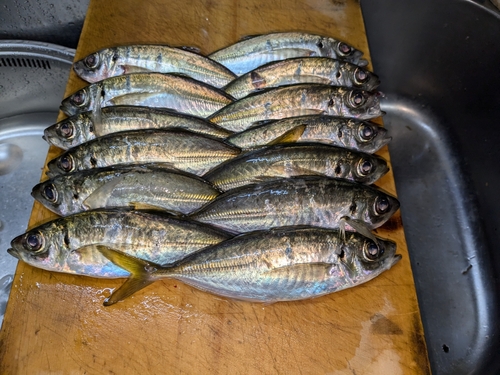 アジの釣果