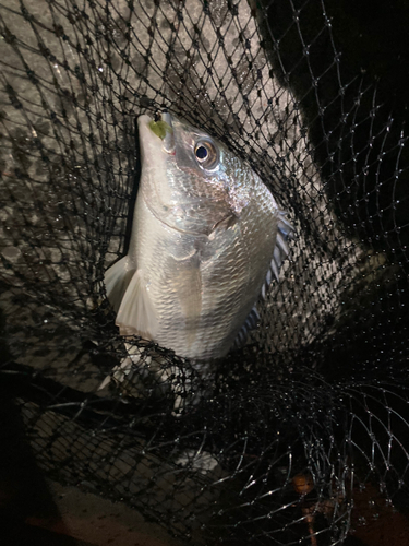 キビレの釣果