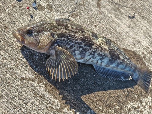 アイナメの釣果