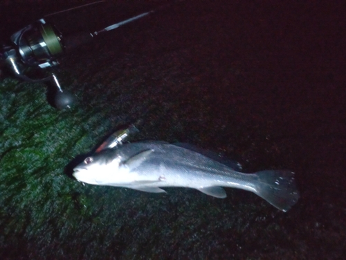 ニベの釣果