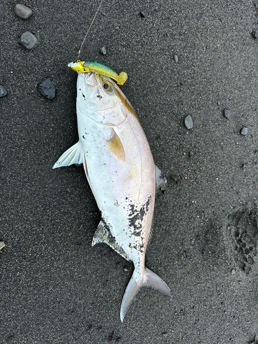 ショゴの釣果