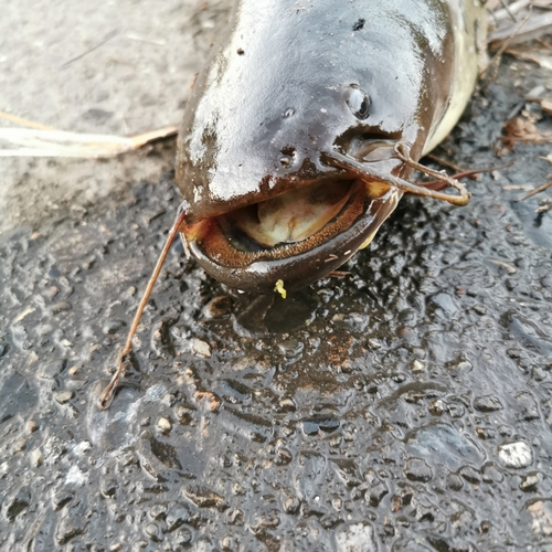 ナマズの釣果