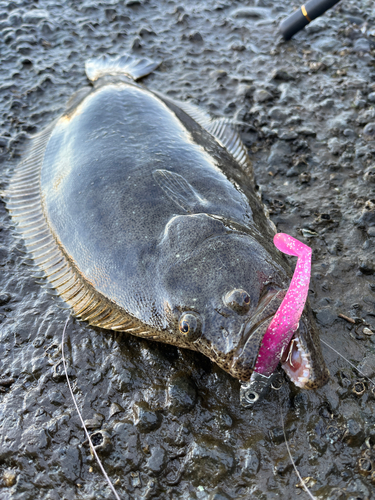 ヒラメの釣果