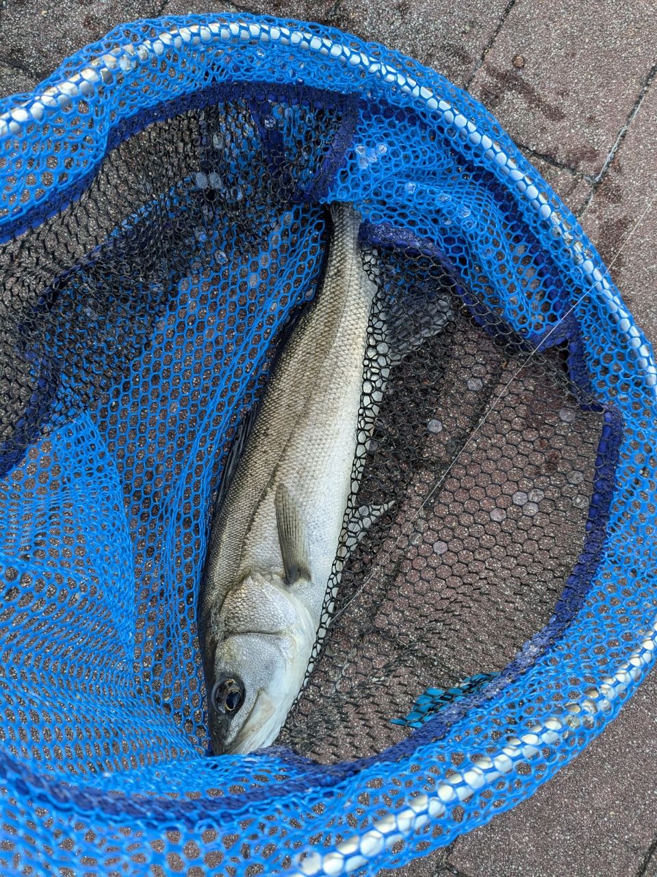 セイゴ（マルスズキ）